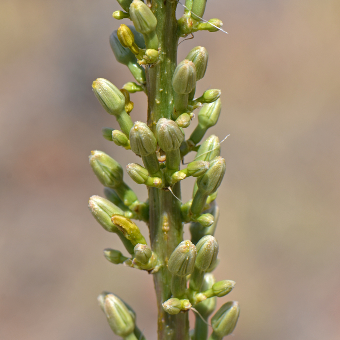 Toumey's Agave has a spike-like flowering stalk where the flowers develop along the cylindrical spike which separates this species from other species of agaves’ with a compound branching arrangement where the flowers develop on the branches of the flowering stalk. Agave toumeyana v bella 